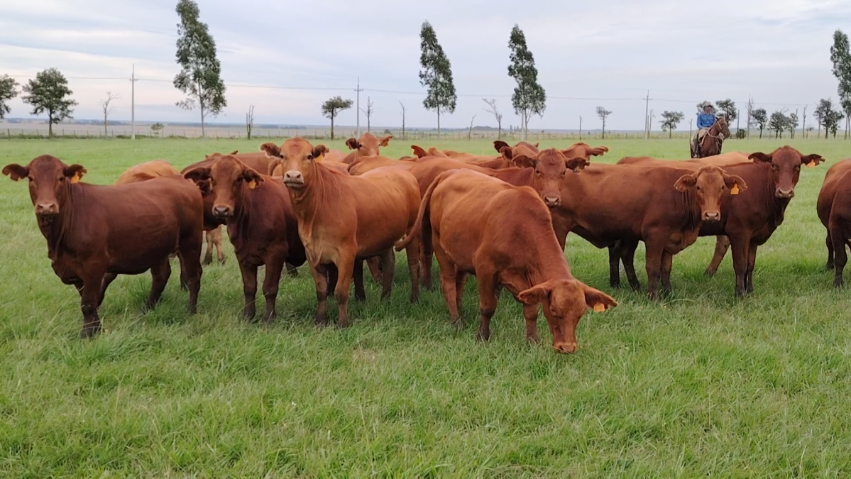 Feria Especial CREA Paraguay ─ lote Lote 17 – N° insp. 5739