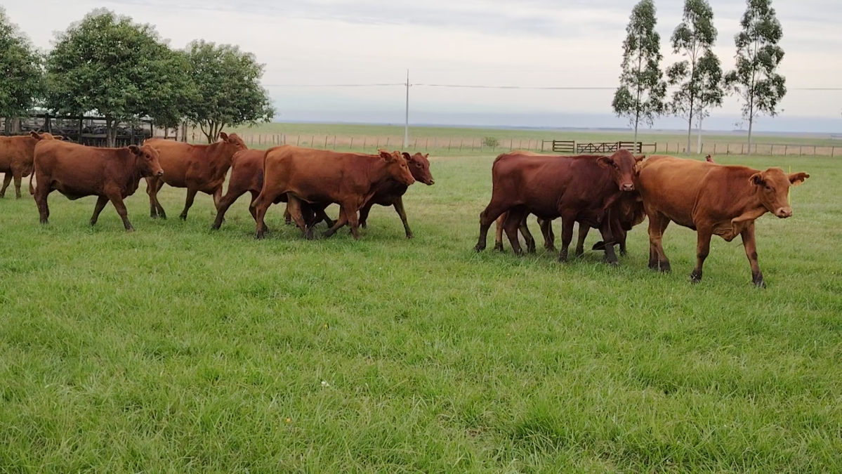 Feria Especial CREA Paraguay ─ lote 5739.2
