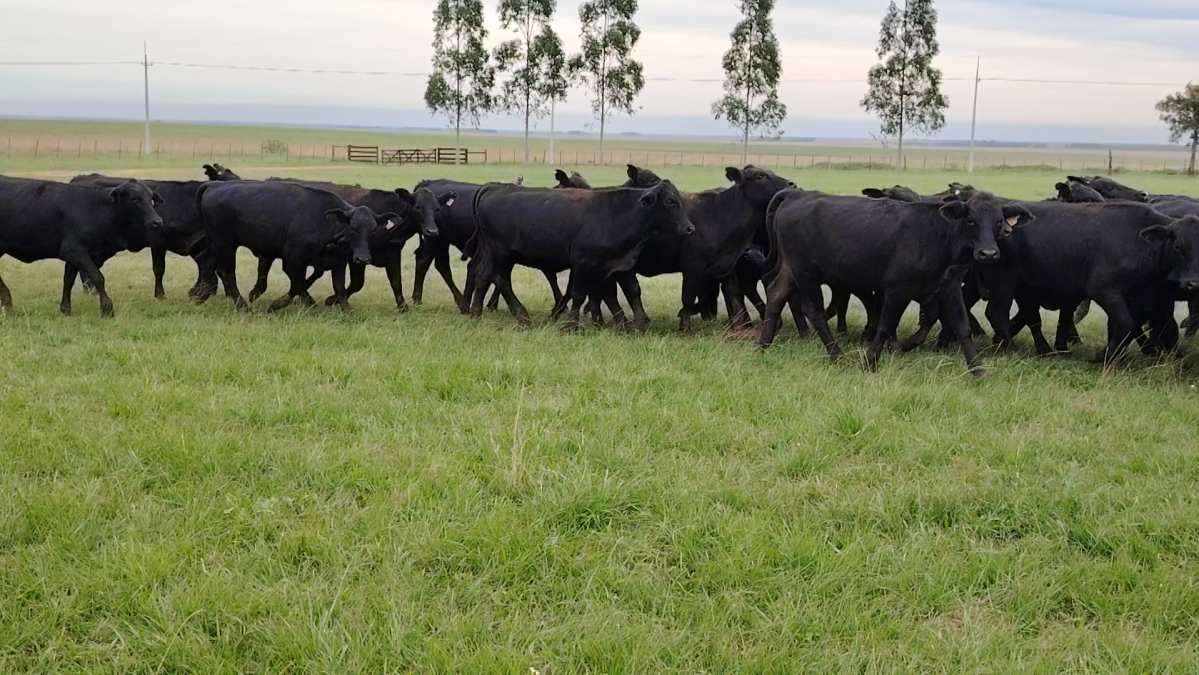 Feria Especial CREA Paraguay ─ lote 5739.3