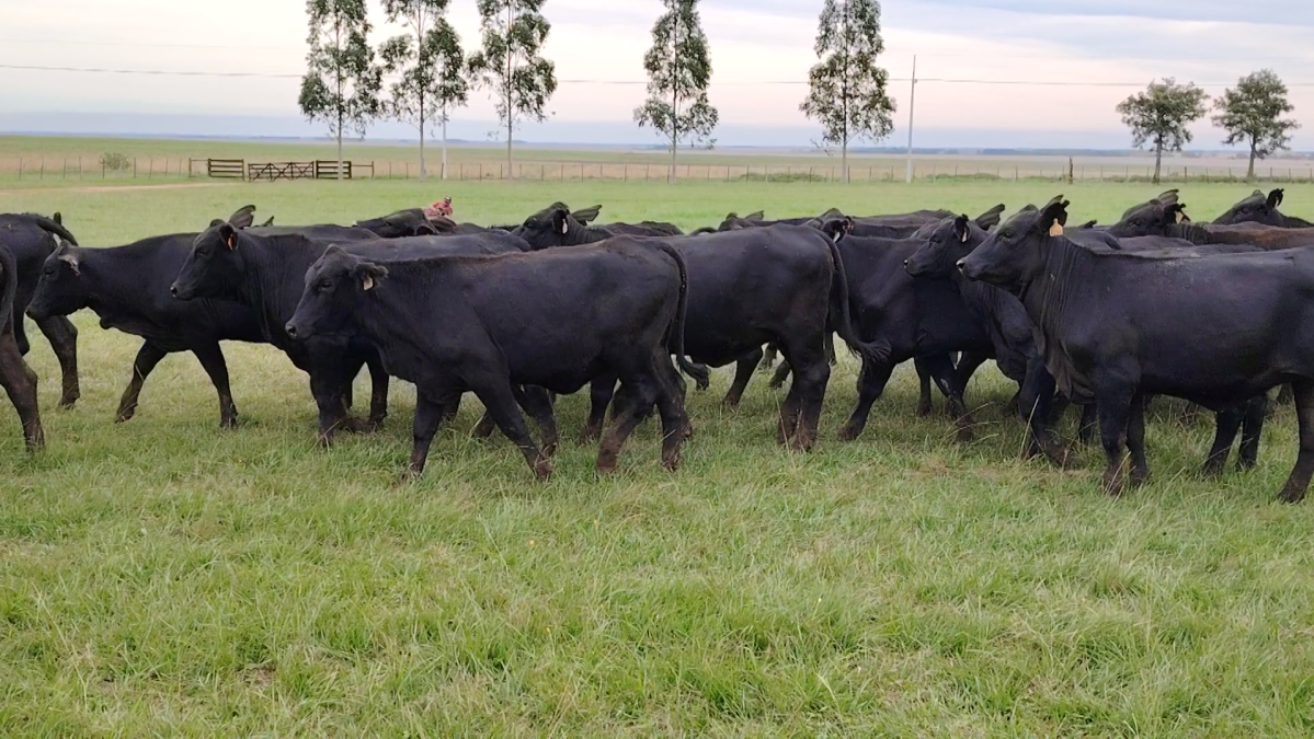 Feria Especial CREA Paraguay ─ lote 5739.4