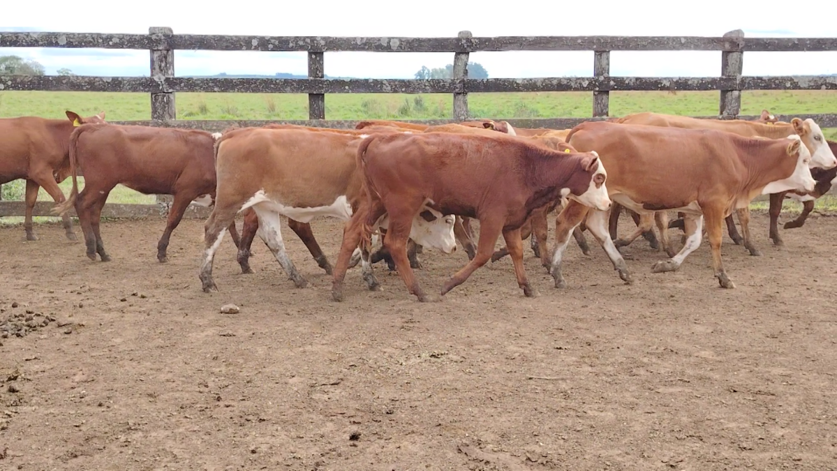 Feria Especial CREA Paraguay ─ lote Lote 14 – N° insp. 5741