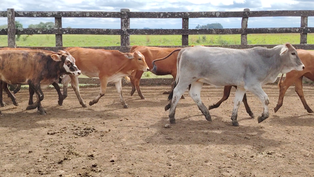 Feria Especial CREA Paraguay ─ lote 5741.3
