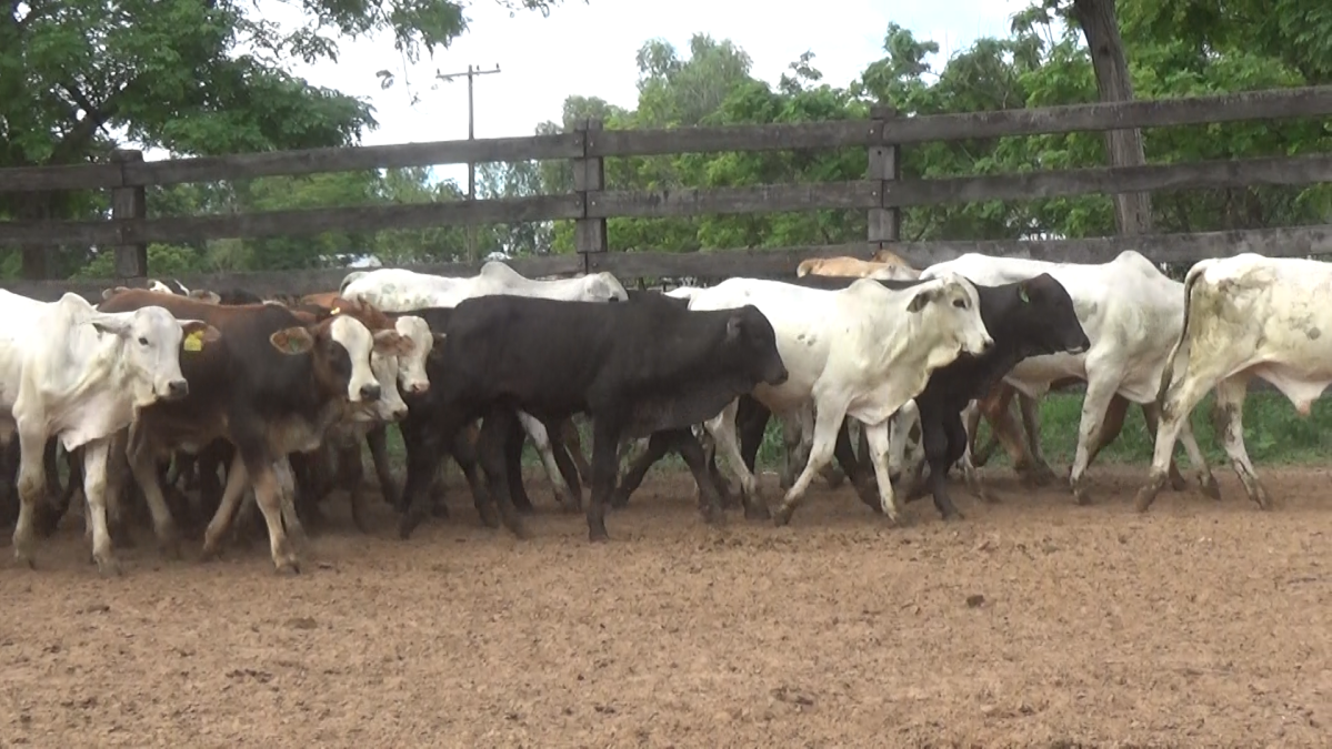 Feria Especial CREA Paraguay ─ lote Lote 1 – N° insp. 5790