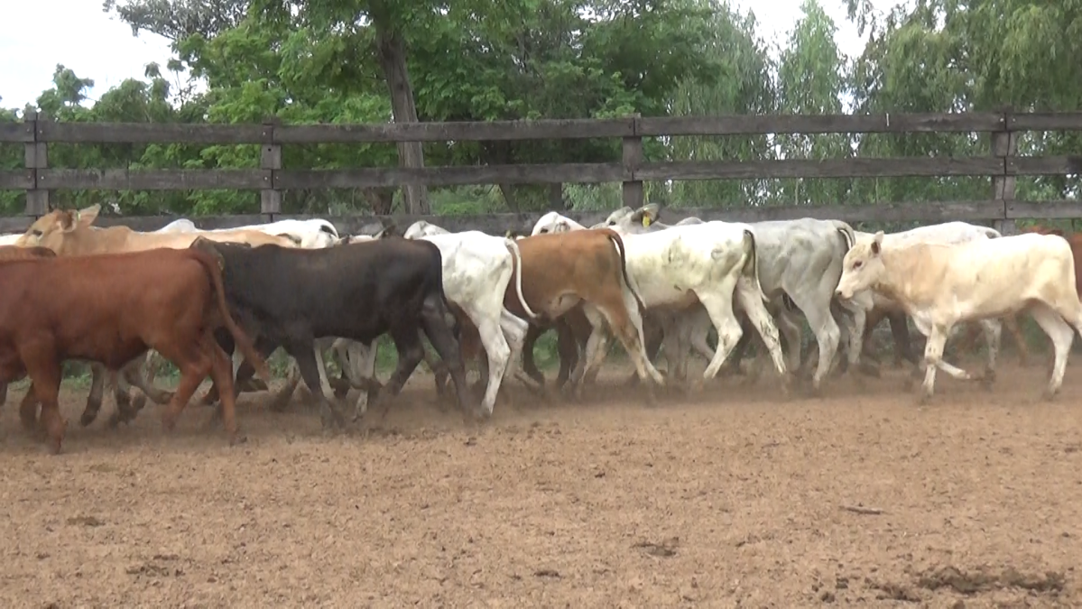 Feria Especial CREA Paraguay ─ lote 5790.2