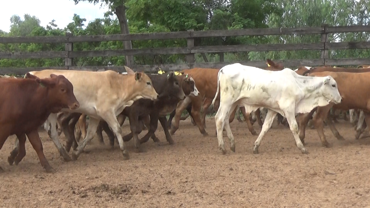 Feria Especial CREA Paraguay ─ lote 5790.3