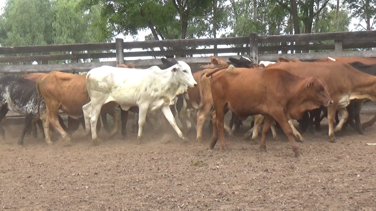 Feria Especial CREA Paraguay ─ lote 5791.1