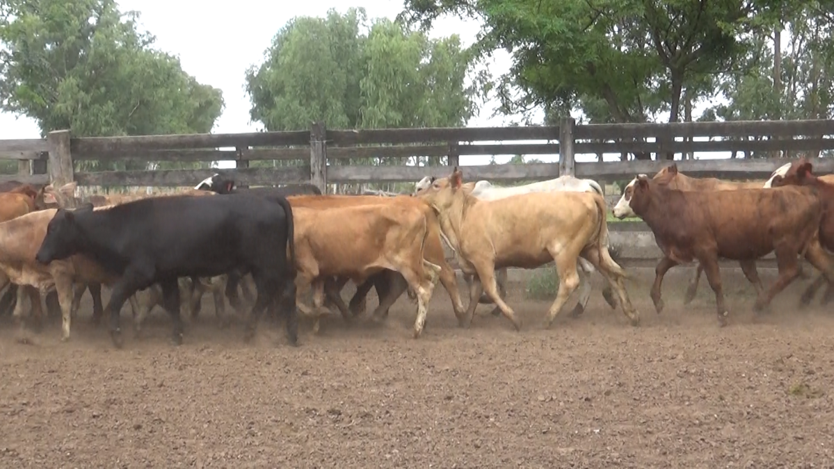 Feria Especial CREA Paraguay ─ lote 5791.2