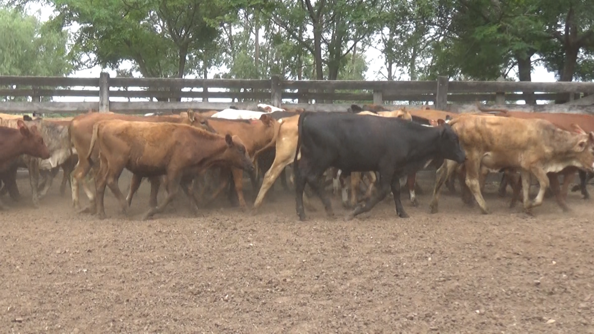 Feria Especial CREA Paraguay ─ lote Lote 15 – N° insp. 5791