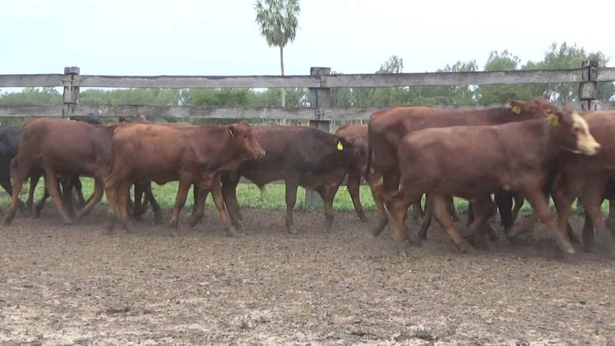 Feria Especial CREA Paraguay ─ lote Lote 5 – N° insp. 5792