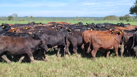 Lote 2 – N° insp. 5744