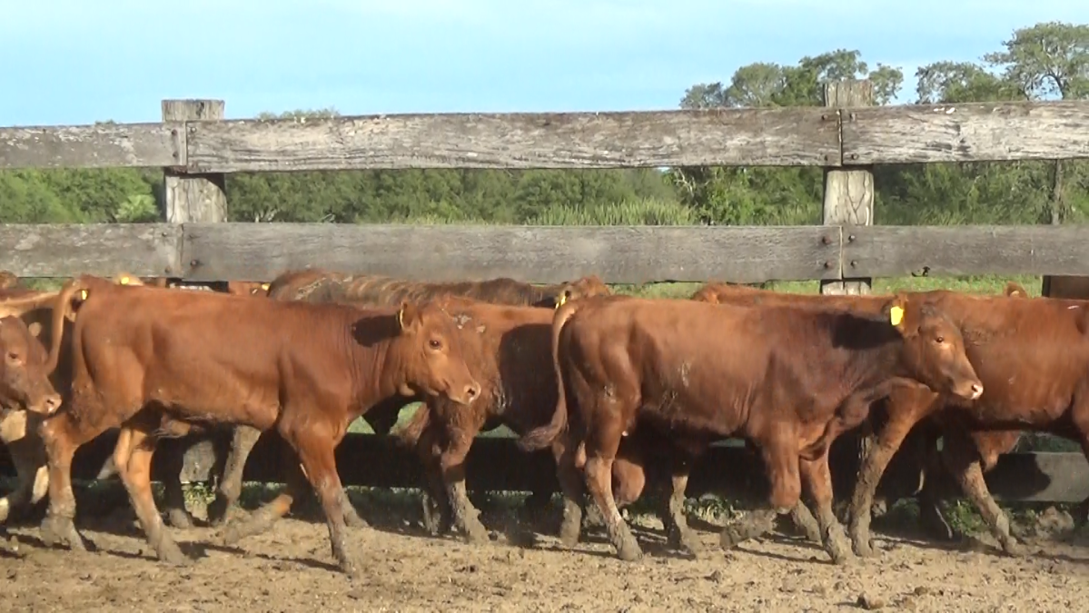 Feria Especial CREA Paraguay ─ lote Lote 3 – N° insp. 5804