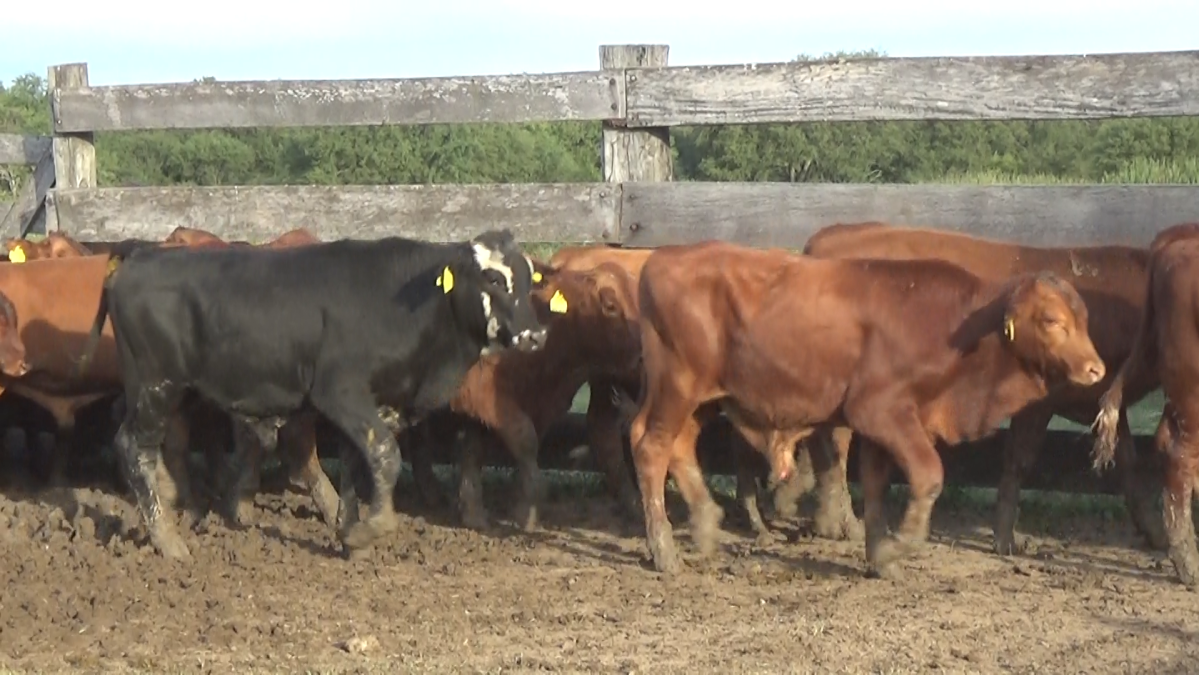 Feria Especial CREA Paraguay ─ lote 04.1
