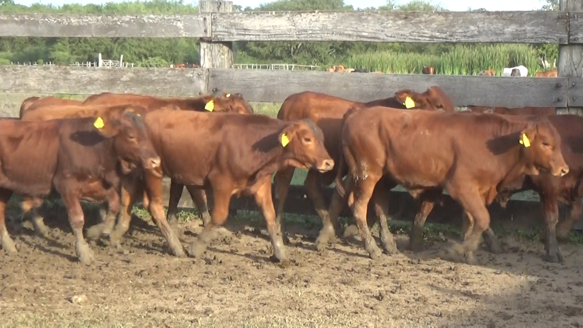 Feria Especial CREA Paraguay ─ lote Lote 4 – N° insp. 5805