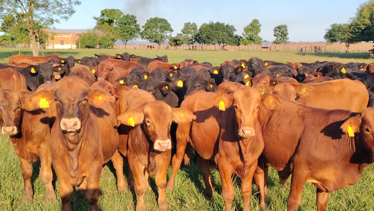 Feria Especial CREA Paraguay ─ lote Lote 6 – N° insp. 5743