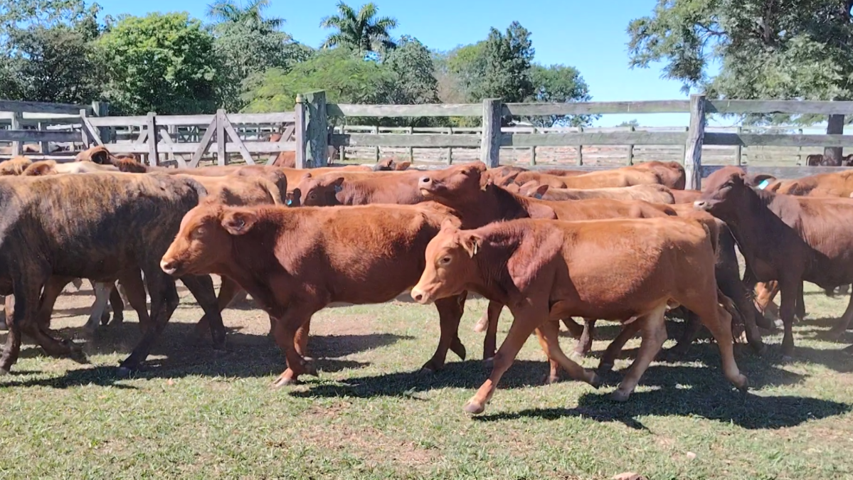 Feria Especial CREA Paraguay ─ lote Lote 9 – N° insp. 5742