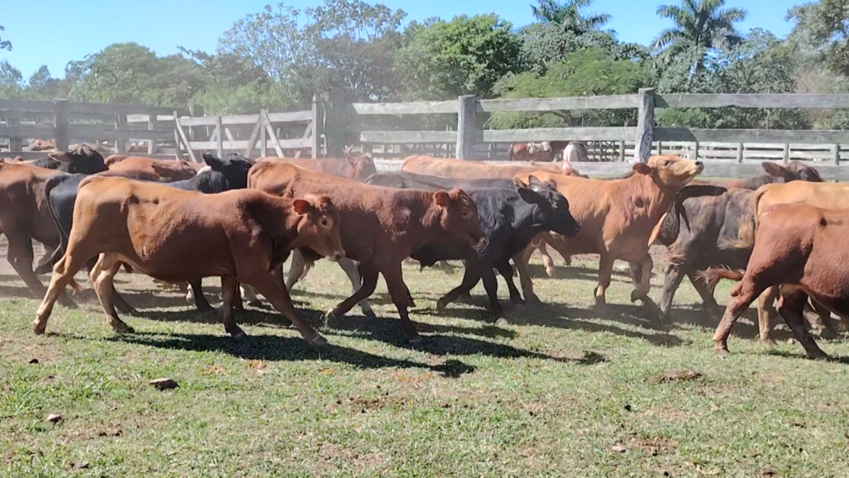 Feria Especial CREA Paraguay ─ lote 09.2