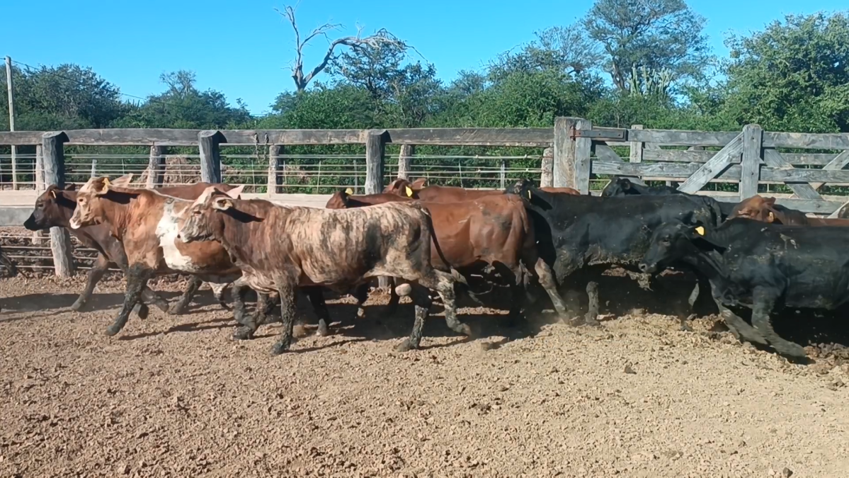 Feria Especial CREA Paraguay ─ lote 11.2