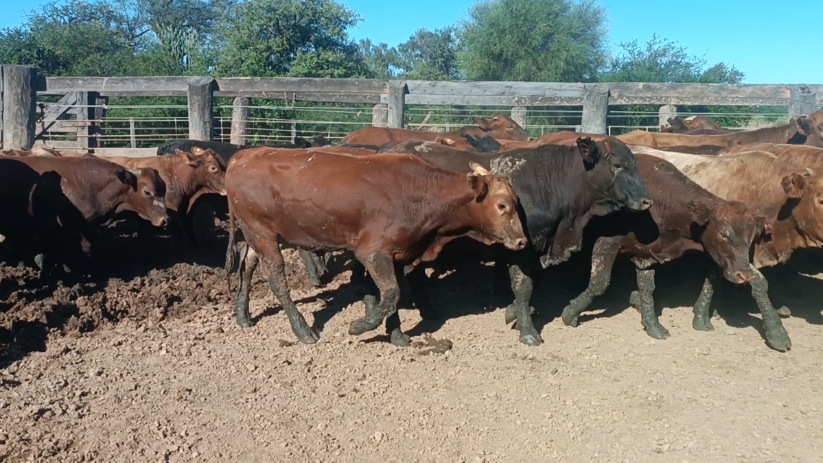 Feria Especial CREA Paraguay ─ lote Lote 11 – N° insp. 5235