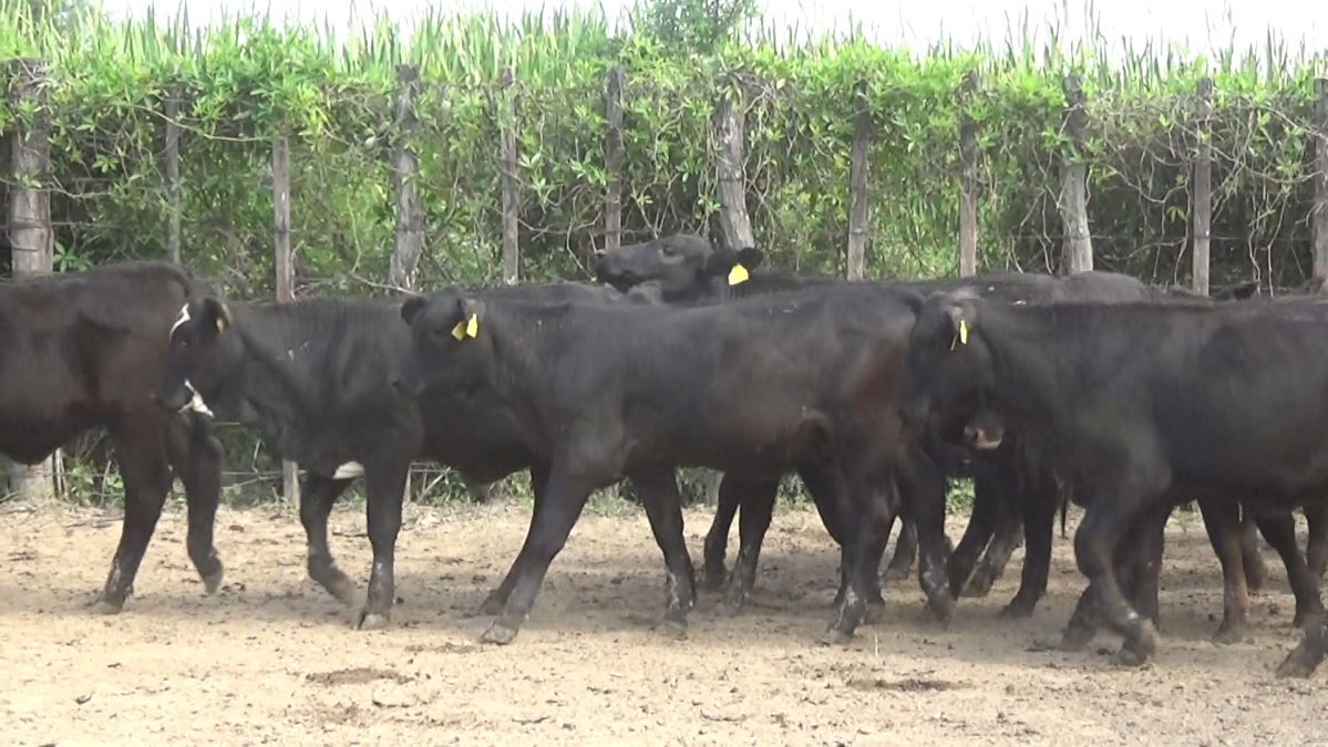Feria Especial CREA Paraguay ─ lote Lote 12 – N° insp. 5806