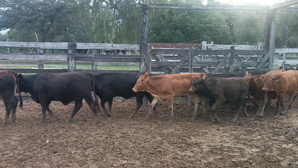 Feria Especial CREA Paraguay ─ lote 13.1