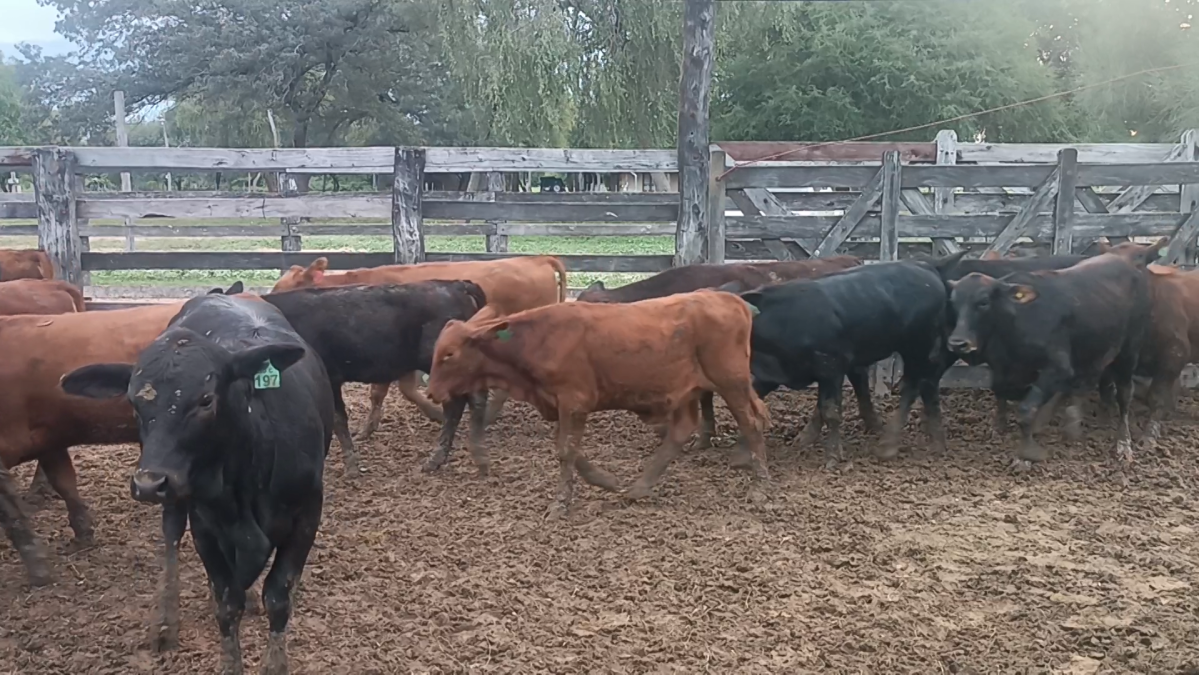 Feria Especial CREA Paraguay ─ lote 13.2