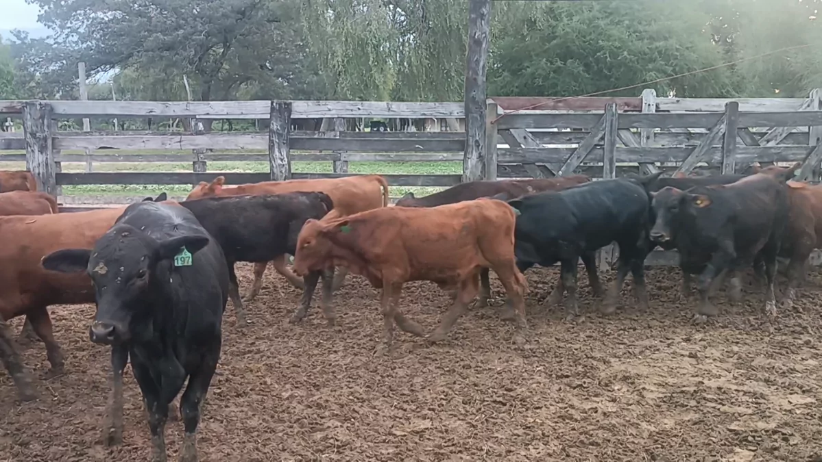 Feria Especial CREA Paraguay ─ lote 13.2