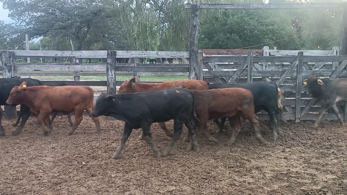 Feria Especial CREA Paraguay ─ lote Lote 13 – N° insp. 5236