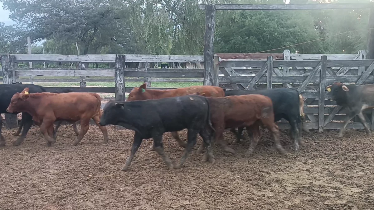 Feria Especial CREA Paraguay ─ lote Lote 13 – N° insp. 5236