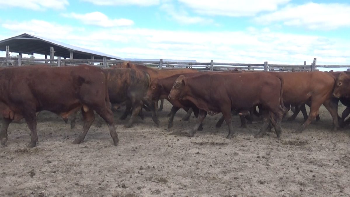 Feria Especial CEA ─ lote 24.1