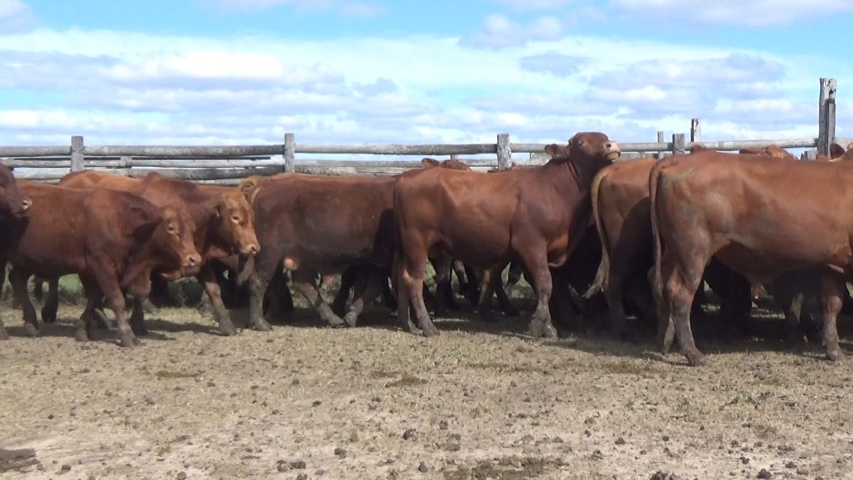 Feria Especial CEA ─ lote Lote 24 – N° insp. 5615