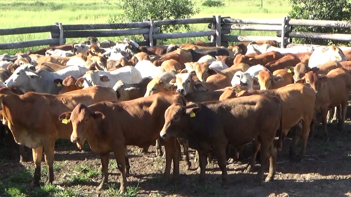 Feria Especial CEA ─ lote Lote 18 – N° insp. 5745