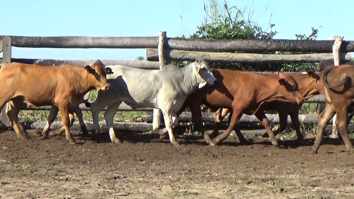 Feria Especial CEA ─ lote 5745.2