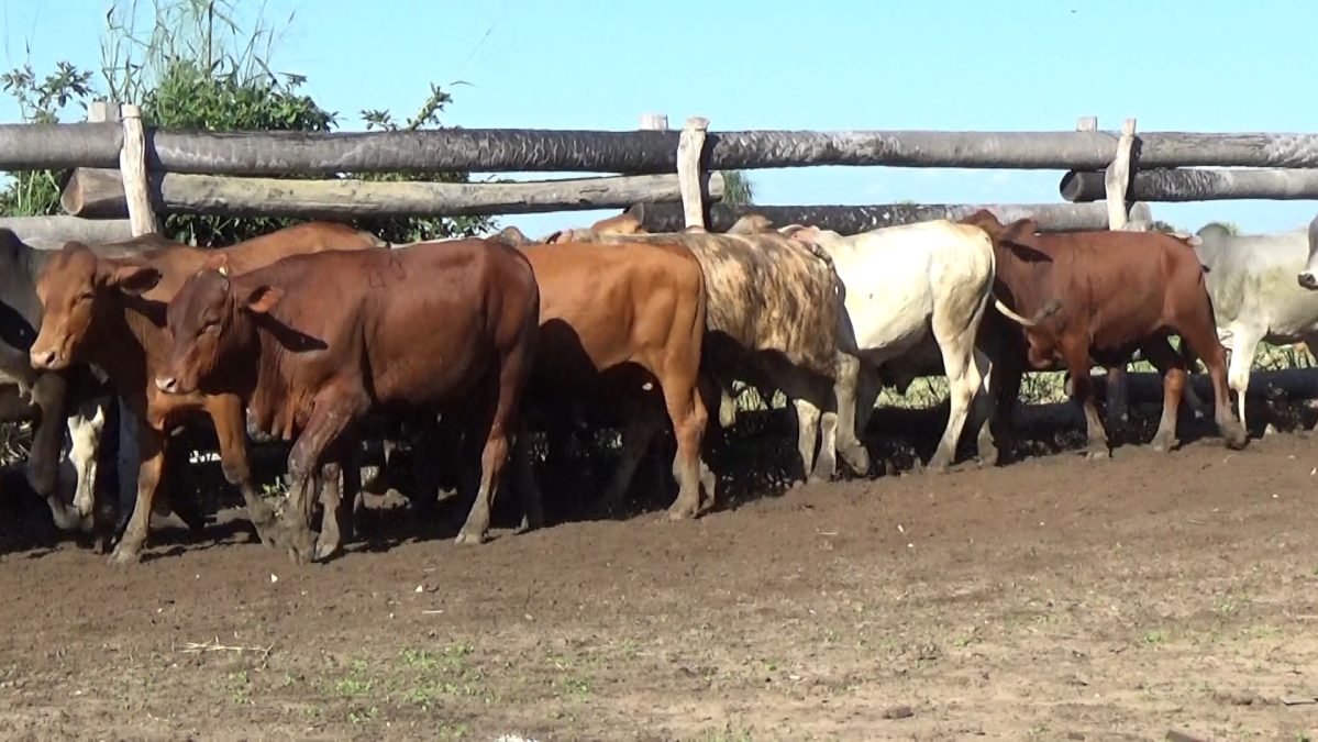 Feria Especial CEA ─ lote 5745.3