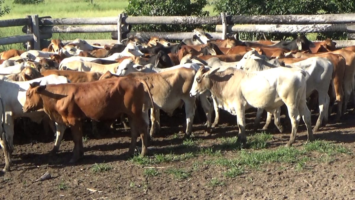 Feria Especial CEA ─ lote Lote 16 – N° insp. 5746