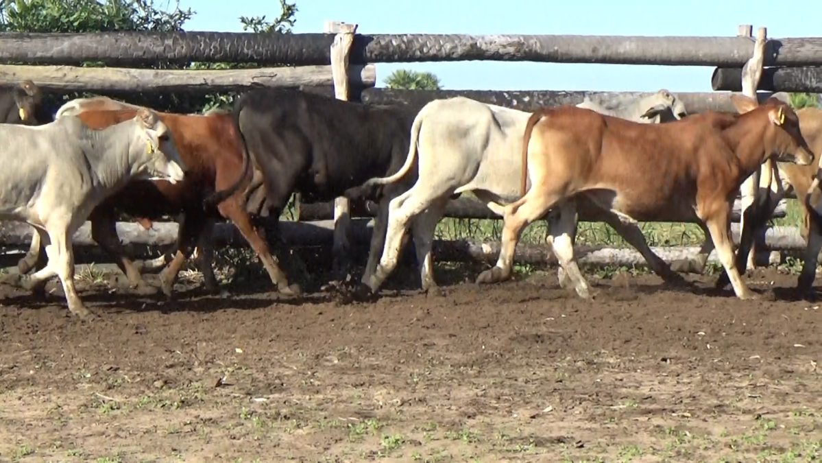 Feria Especial CEA ─ lote 5746.2
