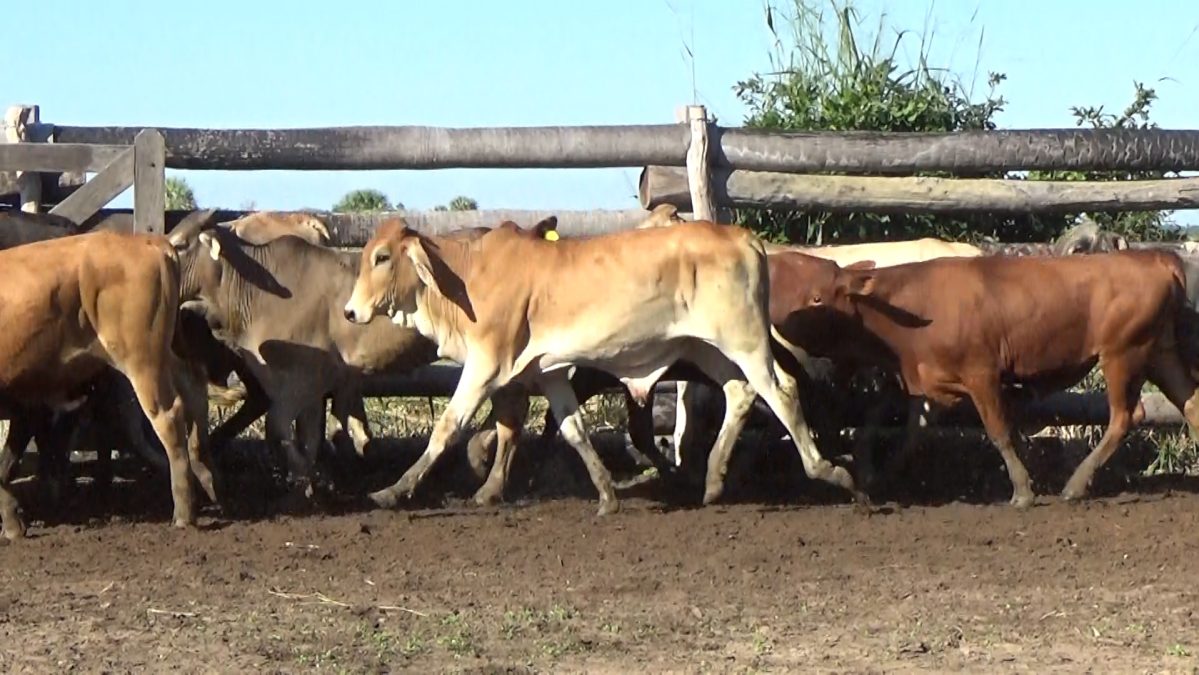 Feria Especial CEA ─ lote 5746.3