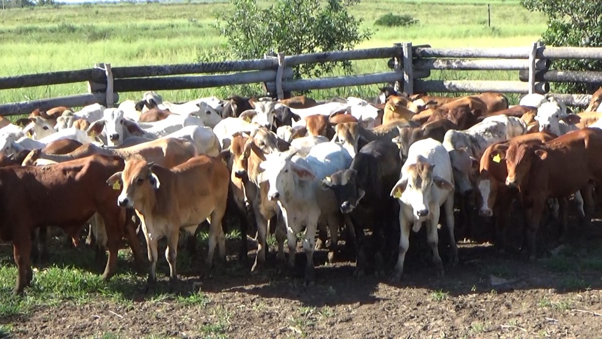 Feria Especial CEA ─ lote Lote 17 – N° insp. 5747