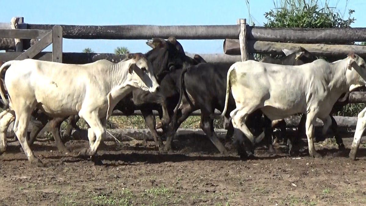 Feria Especial CEA ─ lote 5747.2