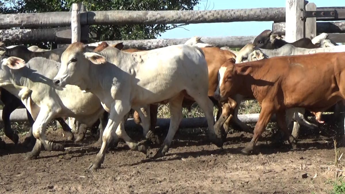 Feria Especial CEA ─ lote 5747.3