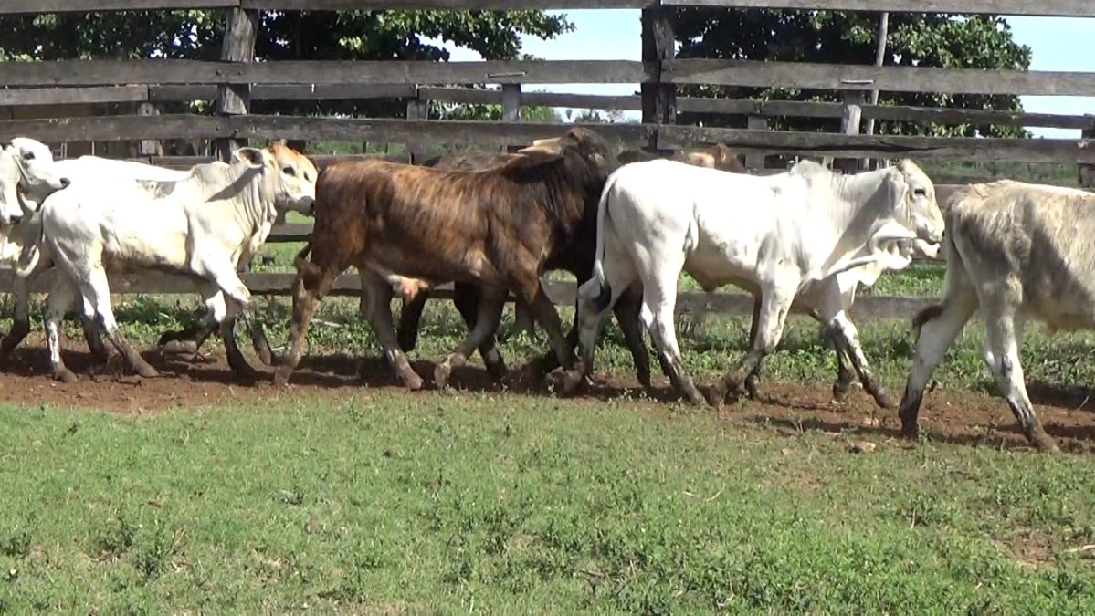 Feria Especial CEA ─ lote 5748.2