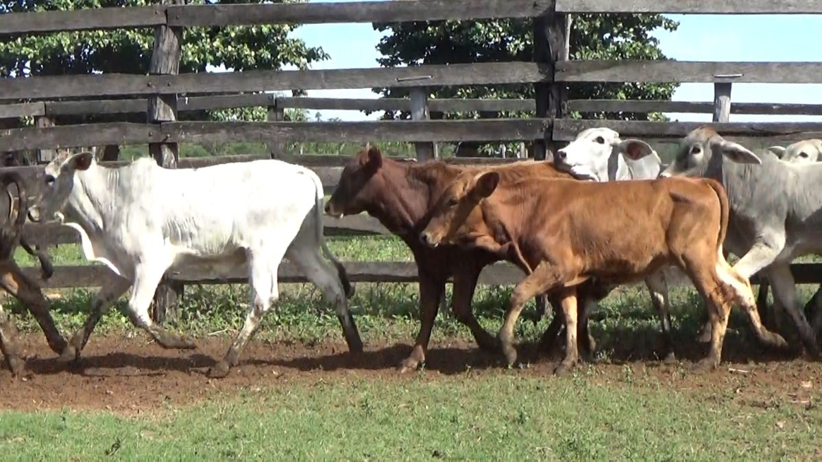 Feria Especial CEA ─ lote 5748.3