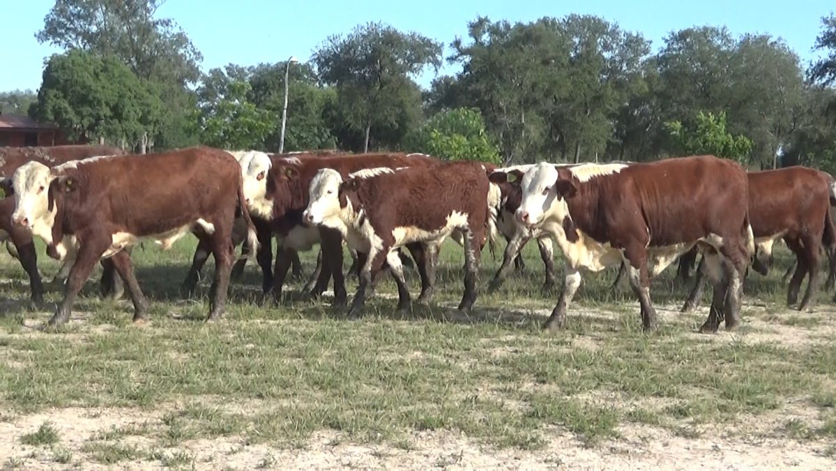 Feria Especial CEA ─ lote 5793.1