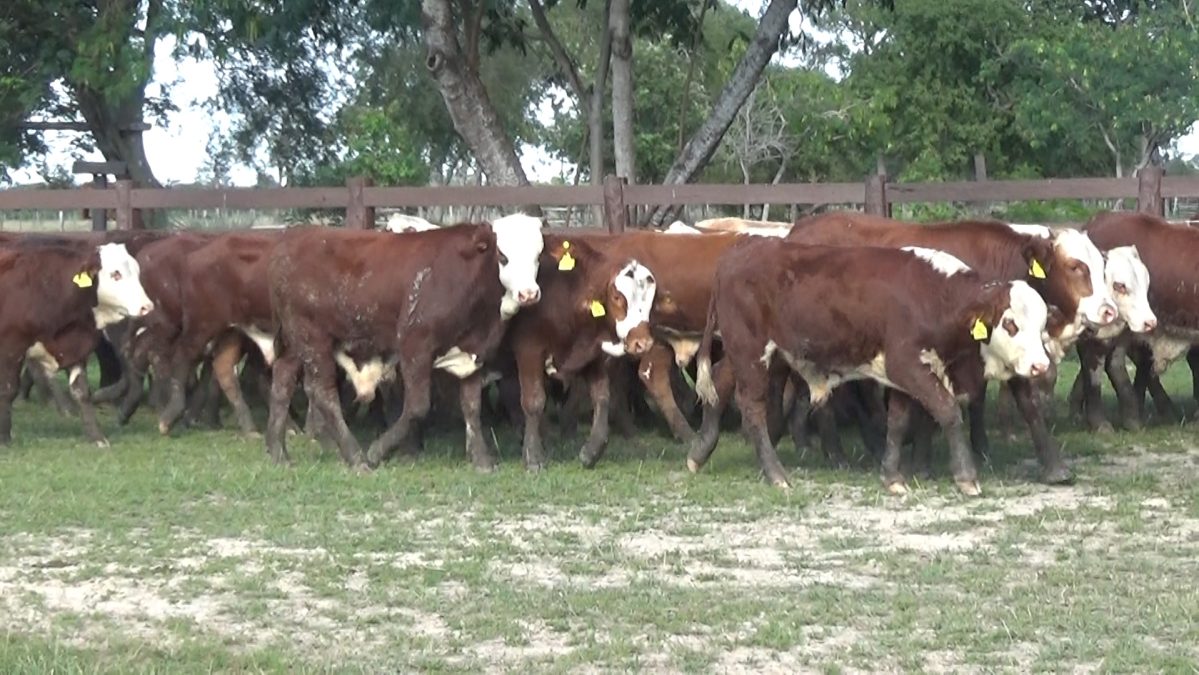 Feria Especial CEA ─ lote Lote 8 – N° insp. 5793