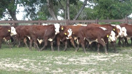 Lote 8 – N° insp. 5793