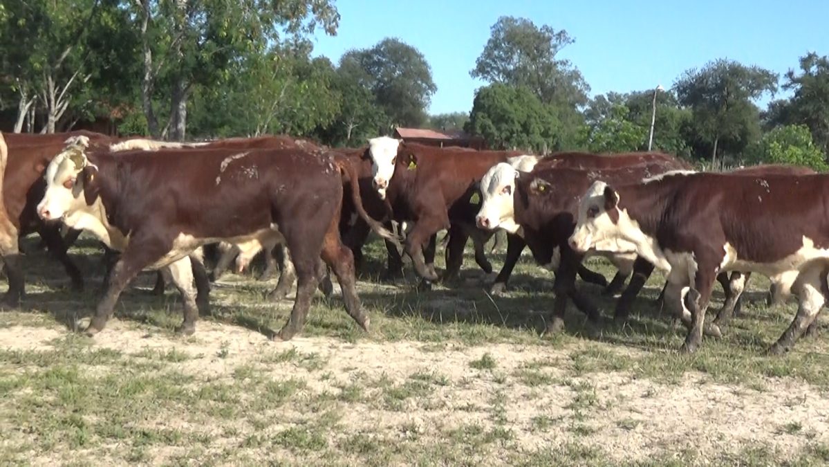 Feria Especial CEA ─ lote 5793.3