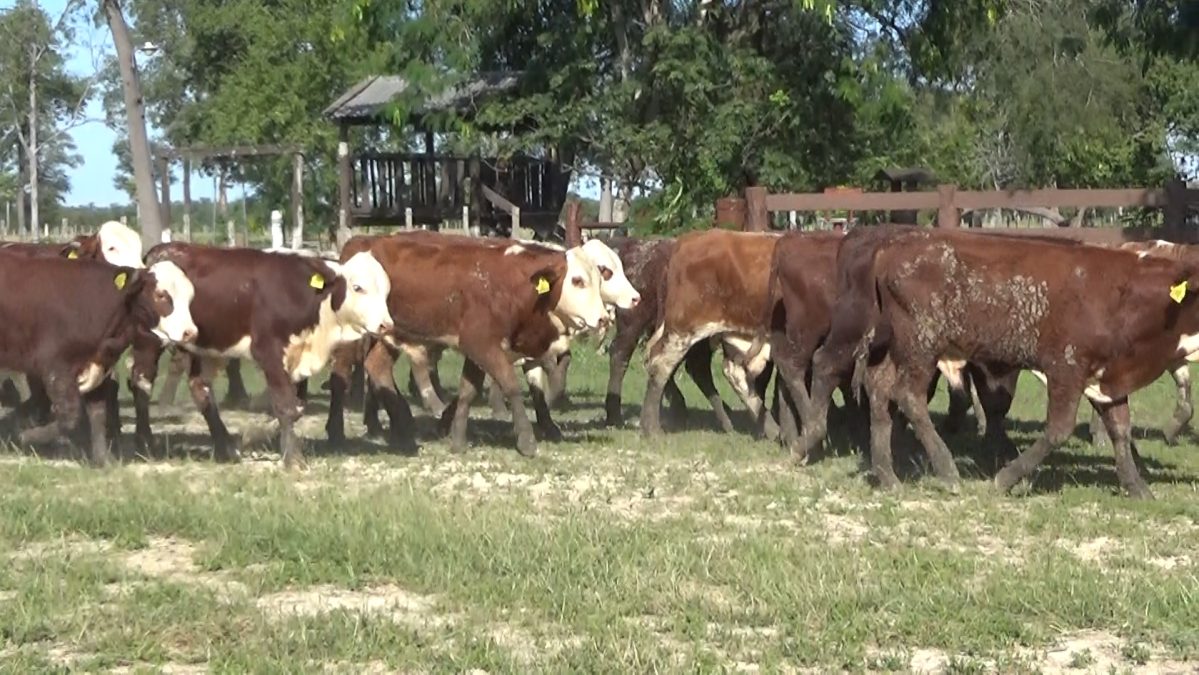 Feria Especial CEA ─ lote 5794.1