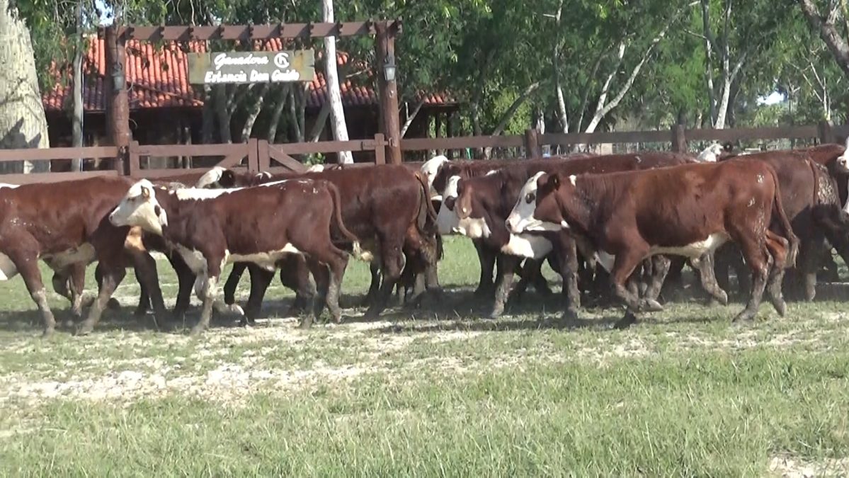 Feria Especial CEA ─ lote 5794.2