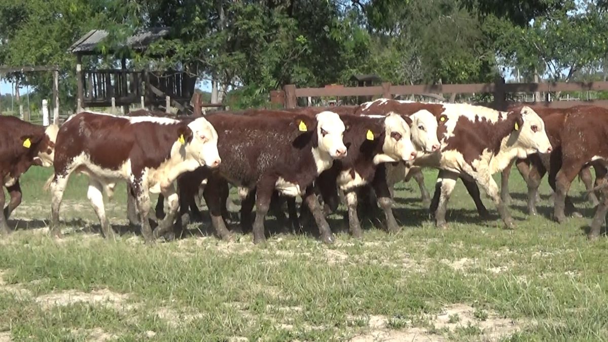 Feria Especial CEA ─ lote Lote 5 – N° insp. 5794