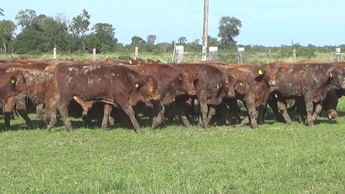 Feria Especial CEA ─ lote 5795.1