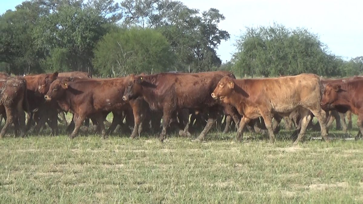 Feria Especial CEA ─ lote 5795.2